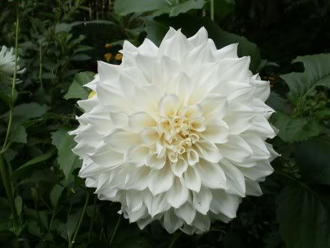 Dahlia White Perfection