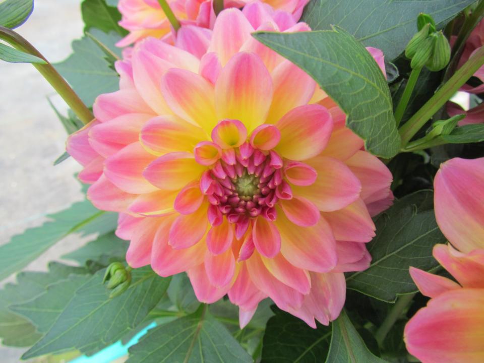 Dahlia Hypnotica Rose Bicolor
