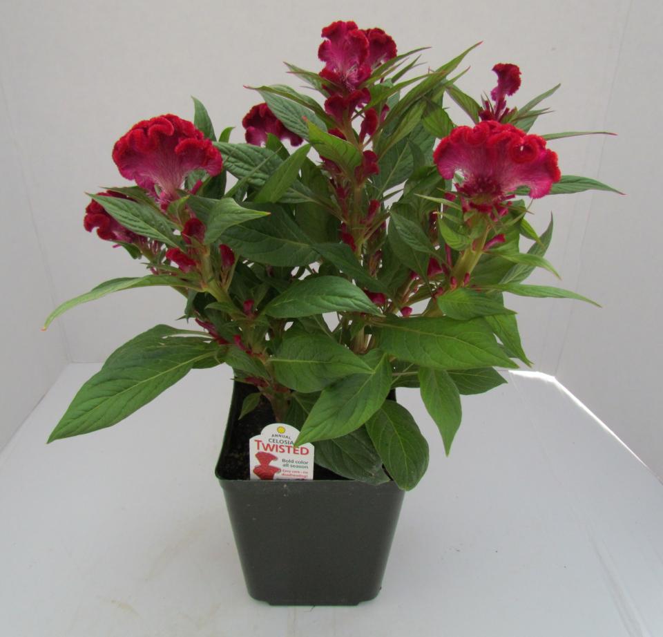 Celosia Twisted