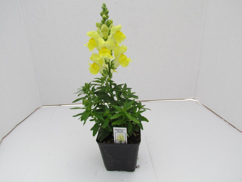 Snapdragon Snapshot Yellow