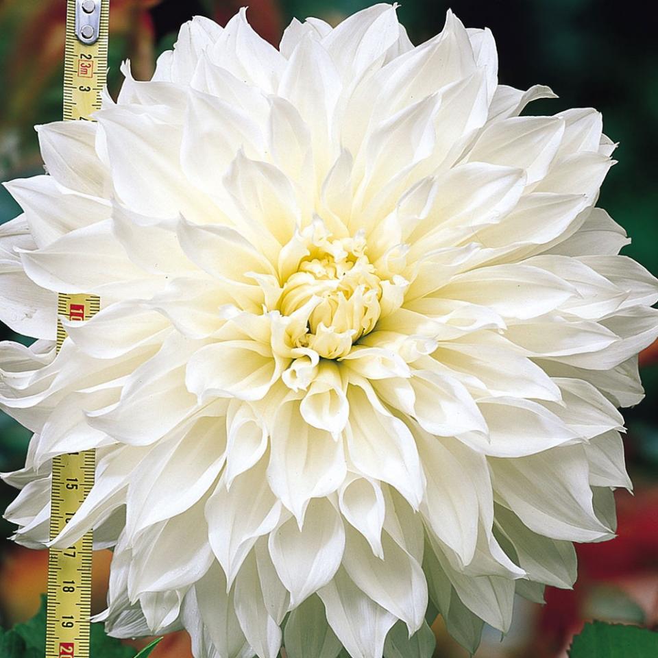 dahlia-white-perfection