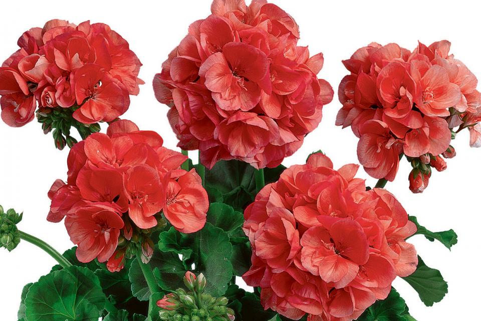 Geranium Classic Salmon