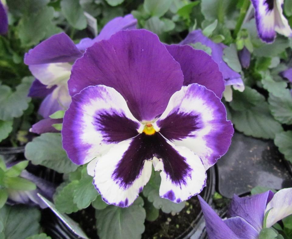 40 Winter Flowering Pansy Plug Plants Delta Pure White 