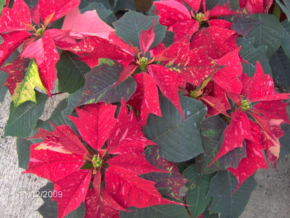 Poinsettia Jingle Bells Premier