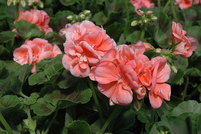 Geranium Classic Salmon