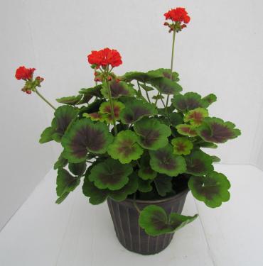 Geranium Brocade Fire 