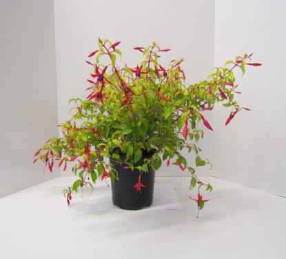 Hardy Fuchsia Genni 