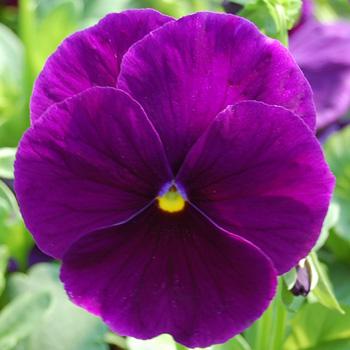 Purple Pansy - DM Color