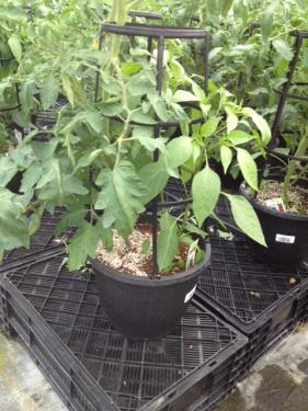 Veggie Cage Salsa Combo 