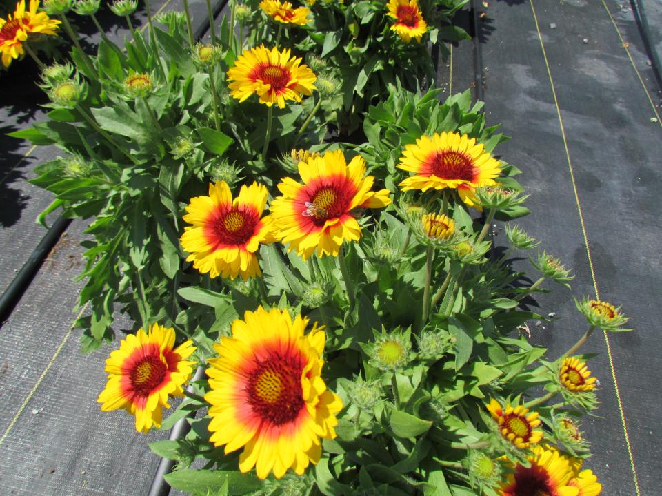 Gaillardia mesa bright deals