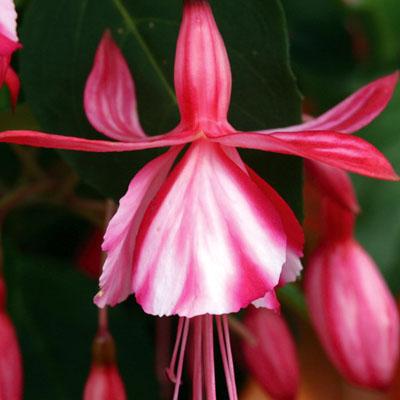 Fuchsia Shrimp Cocktail