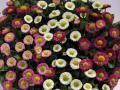 Bellis Speedstar Mix