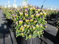 Viola Hanging Basket Endurio Blue Yellow w/Purple Wing