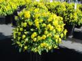 Viola Hanging Basket Endurio Pure Yellow