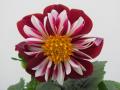 Dahlia Starsister Red and White
