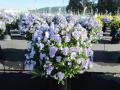 Viola Hanging Basket Endurio Sky Blue Martien