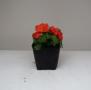 Impatiens Super Elfin Bright Orange