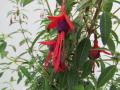 Hardy Fuchsia David