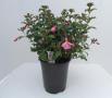 Hardy Fuchsia Beacon Rose