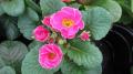 Primrose Primlet Rose Edge