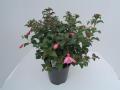 Hardy Fuchsia Beacon Rose