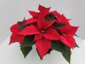 Poinsettia Christmas Day Red