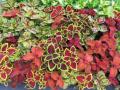 Coleus Wizard Select Mix