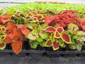 Coleus Wizard Select Mix