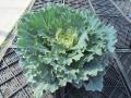 Cabbage Osaka Dynasty White