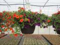 Hanging Basket Calibrachoa Mix