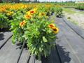 Gaillardia Mesa Bright Bicolor