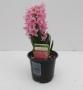 Hyacinth Pink Surprise