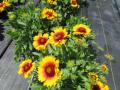 Gaillardia Mesa Bright Bicolor