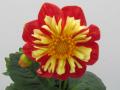 Dahlia Starsister Scarlet 