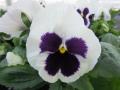 Pansy Matrix White Blotch