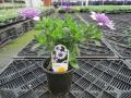 Osteospermum 4D Violet Ice