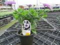 Osteospermum 4D Violet Ice