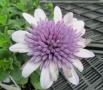 Osteospermum 4D Violet Ice