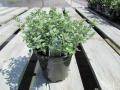 Thyme Variegated Lemon