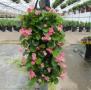 Wallpouch Begonia 