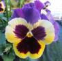 Pansy Delta Premium Yellow with Purple Wing