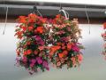 Wallpouch Impatiens