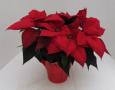 Poinsettia Christmas Day Red