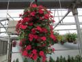 Wallpouch Impatiens