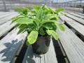 Salvia Icterina Variegated