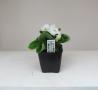 Begonia Ambassador White