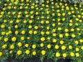 Marigold Bonanza Yellow