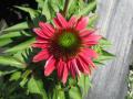 Echinacea Cheyenne Spirit