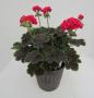 Geranium Brocade Cherry Night