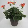 Geranium Brocade Fire Night